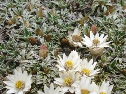 Helichrysum marginatum parade ground order